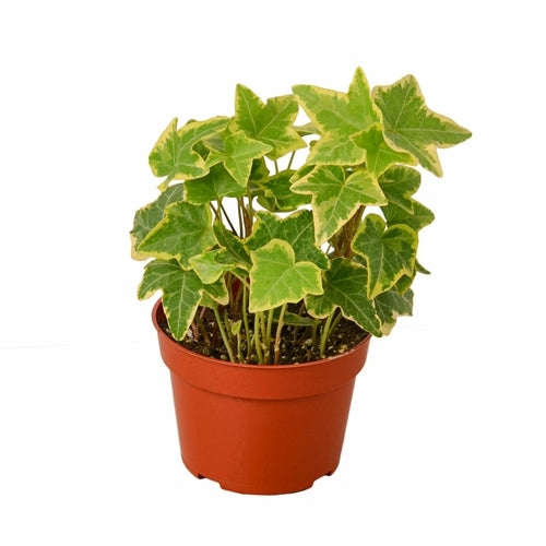 Load image into Gallery viewer, English Ivy Gold Child
